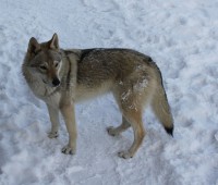 /album/galeria/vlk-csv-jpg/